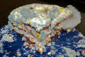Moldy piece of cake on a dark blue plastic cake plate against dark background