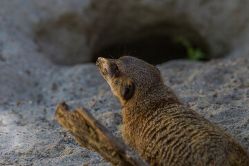 A meerkat digs in the sand