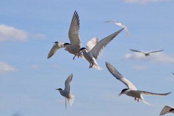 common tern flock - 431158039