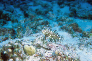 Juvenile Rock Mover Fish Near Reef Bottom in the Tropical Water off Kona, Hawaii