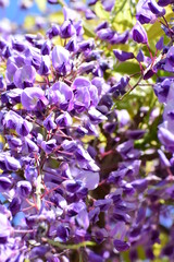 Wisteria