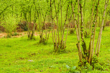 Hazelnut trees plantation landscape and view, large group of trees