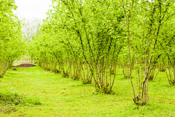 Fototapeta premium Hazelnut trees plantation landscape and view, large group of trees