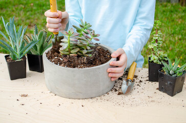 A girl holding and planting succulents in a stone container
