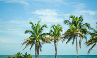 Blue sky and palm trees in front of the ocean in the Florida Keys
