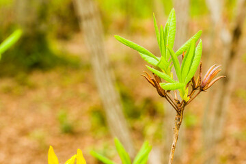 Tree buds close-up and macro