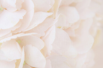Closeup of peach hydrangea flowers