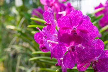 pink Phalaenopsis or Moth dendrobium Orchid flower in winter or spring day tropical garden Floral...