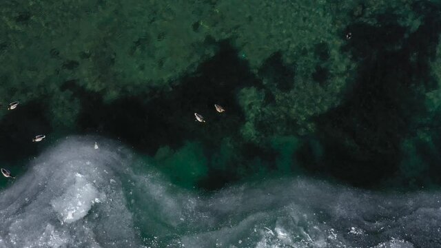 Wild ducks swim on the river with clear water, the footage was shot on a quadrocopter
