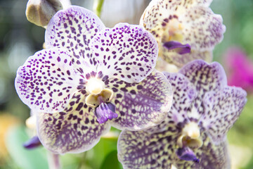 pink Phalaenopsis or Moth dendrobium Orchid flower in winter or spring day tropical garden Floral...