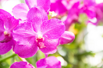 Naklejka na ściany i meble pink Phalaenopsis or Moth dendrobium Orchid flower in winter or spring day tropical garden Floral background.Selective focus.agriculture idea concept design with copy space add text.