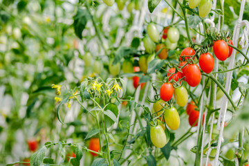 Close up of cherry tomatoes get ripe at the greenhouse