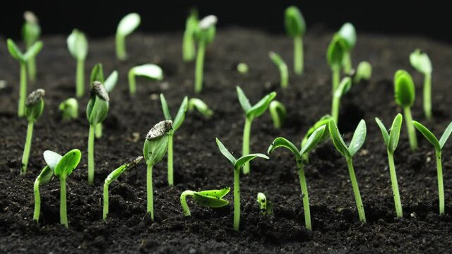 Growing plants in spring timelapse, sprouts germination newborn Cucumber plant in greenhouse agriculture