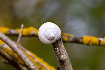 leeres Schneckenhaus