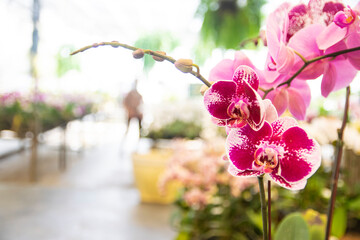 pink Phalaenopsis or Moth dendrobium Orchid flower in winter or spring day tropical garden Floral...