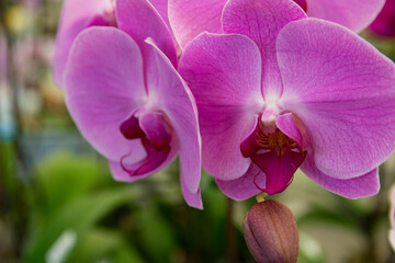pink Phalaenopsis or Moth dendrobium Orchid flower in winter or spring day tropical garden Floral...
