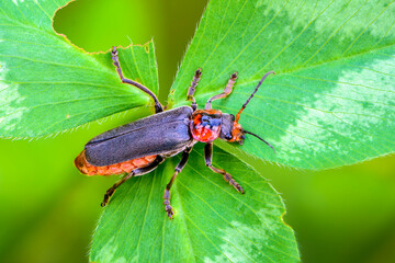 Beetle cantharis fusca sits on a leaf of grass in summer