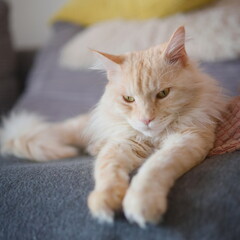Maine Coon Cat resting at home lying on the sofa 