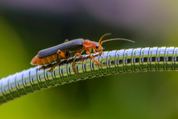 Beetle cantharis crawls along a metal shiny tube