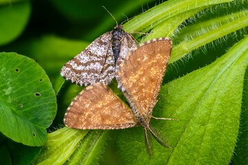 Male and female moths ematurga atomaria mate on grass leaves