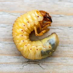 Fat beetle larva cockchafer curled up in circle in early spring