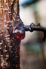 water drops on a wooden fence