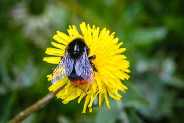 Shaggy bumblebee collects nectar from yellow dandelion flowers
