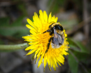Shaggy bumblebee collects nectar from yellow dandelion flowers