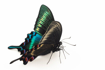 ミヤマカラスアゲハ　春型　オス（Papilio maackii）