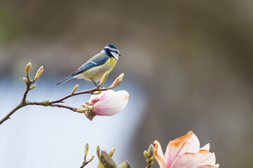 Blaumeise - 2