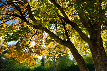 Autumn forest with yellow, orange colors