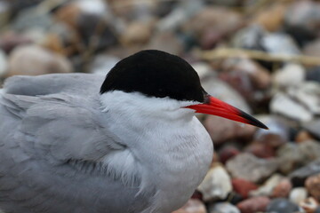 common tern - 431161651