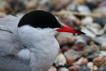 common tern - 431161692