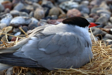 common tern - 431161829