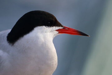 common tern - 431161854