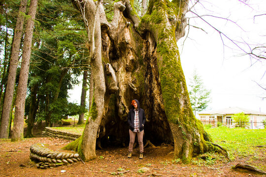 Thousand year old Linden tree