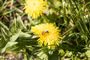 Bee in a yellow flower