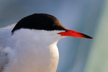 common tern - 431162032