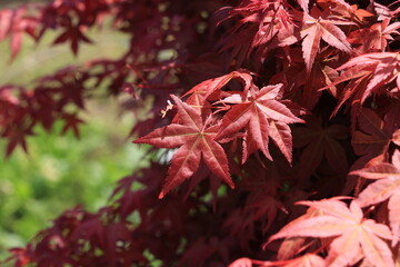 花の写真