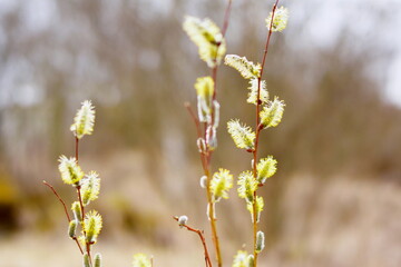 catkins in spring
