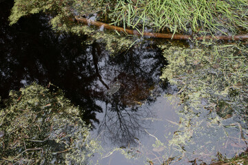Reflexion eines Baumes in Wasserfläche in einem Hochmoor (Katzenreuther Filze), in Wasserfläche sind kleine Wasserlinse (Entengrütze), Gras und ein Stock sichtbar