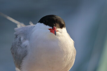 common tern - 431162065