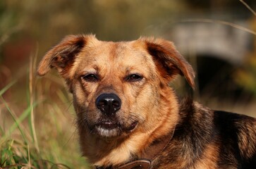 beautiful head portrait from a mixed shepherd dog on a field