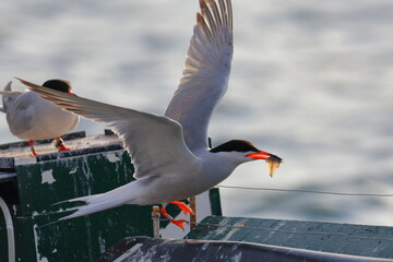 terns