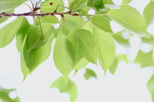 桜の葉っぱ Images Browse 15 Stock Photos Vectors And Video Adobe Stock
