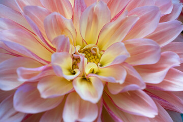 Close up of a blooming pink yellow Dahlia flower. Focus on the yellow center of the dahlia