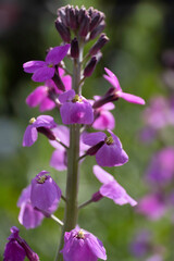Magenta Campanula flower or Bellflower in a garden. Blurred green background. Shallow depth of field. Focus on the flowers at the top