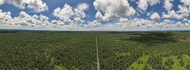 The Palm Oil Estates at Sarawak, the Borneo Island, Malaysia