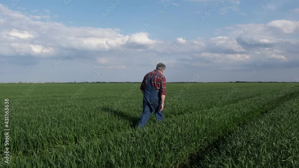 Wall mural farmer or agronomist walking and inspect quality of wheat plants in field, agriculture in early spri