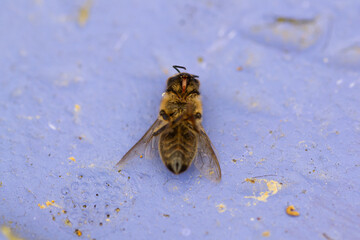 Dead honeybee on a blue surface
